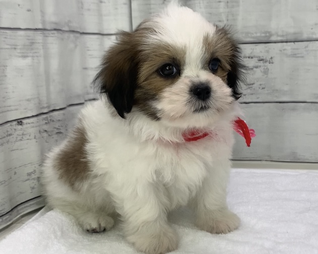 千葉県のマルズー/マルシーズ(マルチーズ×シーズー) (かねだい千葉店/2025年8月30日生まれ/女の子/ブラウンホワイト)の子犬の2枚目の画像