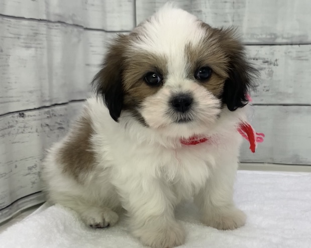 千葉県のマルズー/マルシーズ(マルチーズ×シーズー) (かねだい千葉店/2025年8月30日生まれ/女の子/ブラウンホワイト)の子犬の3枚目の画像