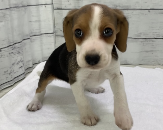 千葉県のビーグル (かねだい千葉店/2025年8月31日生まれ/女の子/ハウンドカラー)の子犬の1枚目の画像