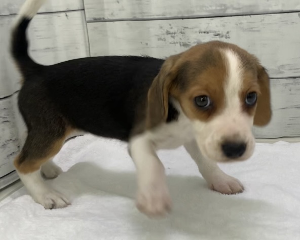 千葉県のビーグル (かねだい千葉店/2025年8月31日生まれ/女の子/ハウンドカラー)の子犬の2枚目の画像