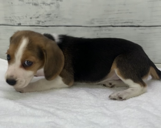 千葉県のビーグル (かねだい千葉店/2025年8月31日生まれ/女の子/ハウンドカラー)の子犬の3枚目の画像