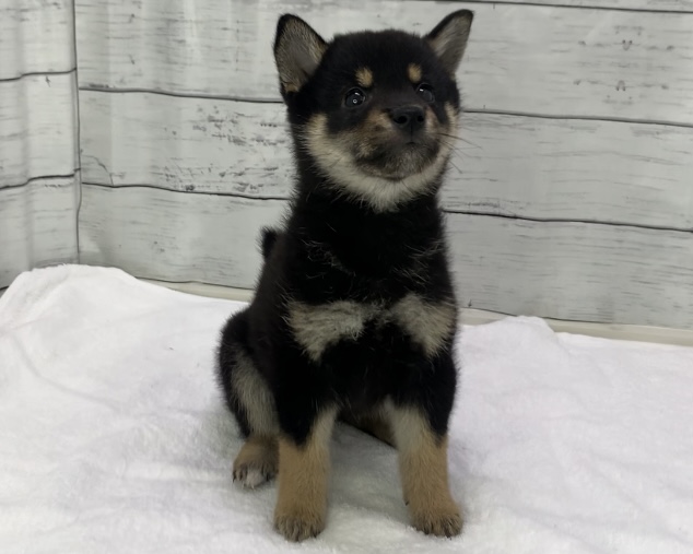 千葉県の柴犬(標準サイズ) (かねだい千葉店/2025年8月30日生まれ/男の子/黒)の子犬の1枚目の画像