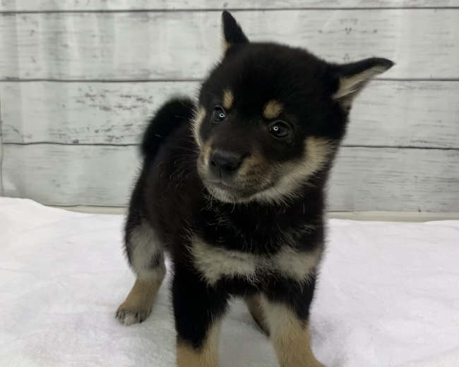 千葉県の柴犬(標準サイズ) (かねだい千葉店/2025年8月30日生まれ/男の子/黒)の子犬の2枚目の画像