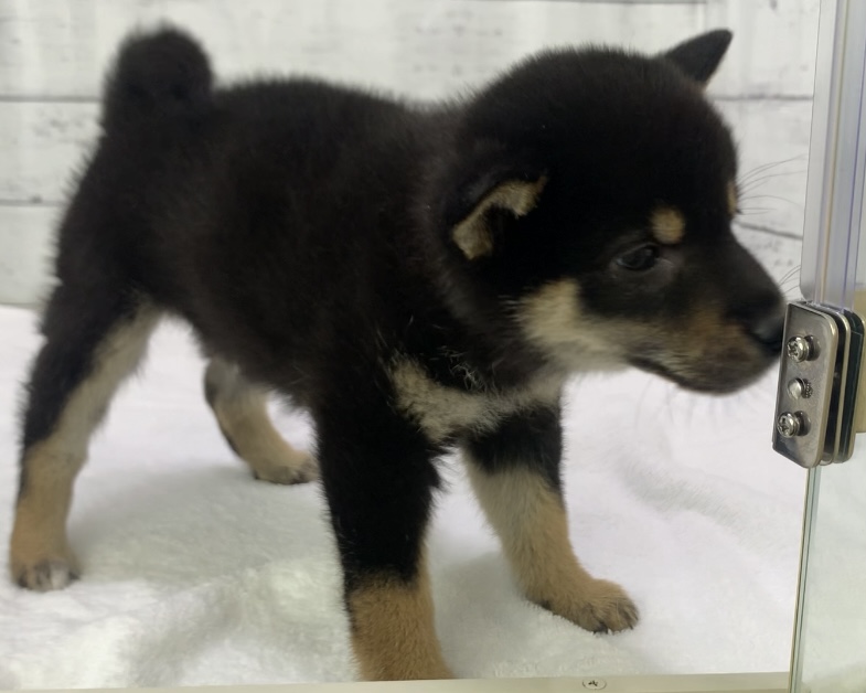 千葉県の柴犬(標準サイズ) (かねだい千葉店/2025年8月30日生まれ/男の子/黒)の子犬の3枚目の画像