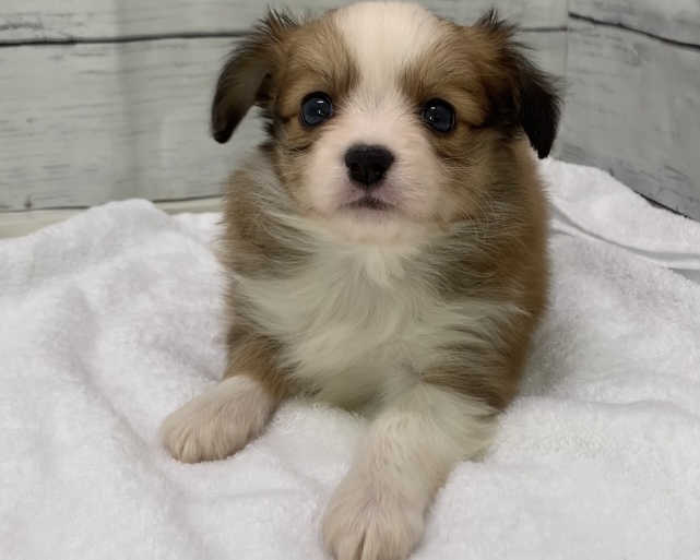 千葉県のパピチー/チワパピ(パピヨン×チワワ) (かねだい千葉店/2025年8月30日生まれ/男の子/その他色)の子犬の2枚目の画像