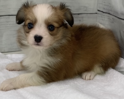 千葉県のパピチー/チワパピ(パピヨン×チワワ) (かねだい千葉店/2025年8月30日生まれ/男の子/その他色)の子犬の3枚目の画像