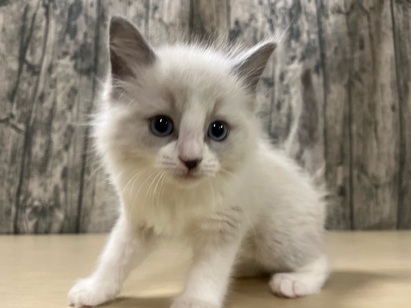 埼玉県のハーフ猫・ミックス猫 (かねだいアクアパーク店/2025年8月30日生まれ/女の子/その他色)の子猫