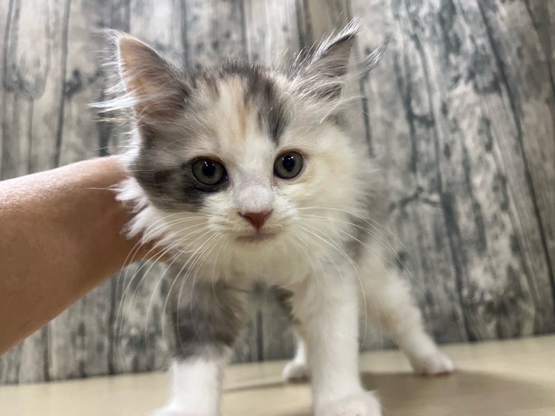 埼玉県のハーフ猫・ミックス猫 (かねだいアクアパーク店/2025年8月30日生まれ/女の子/その他色)の子猫