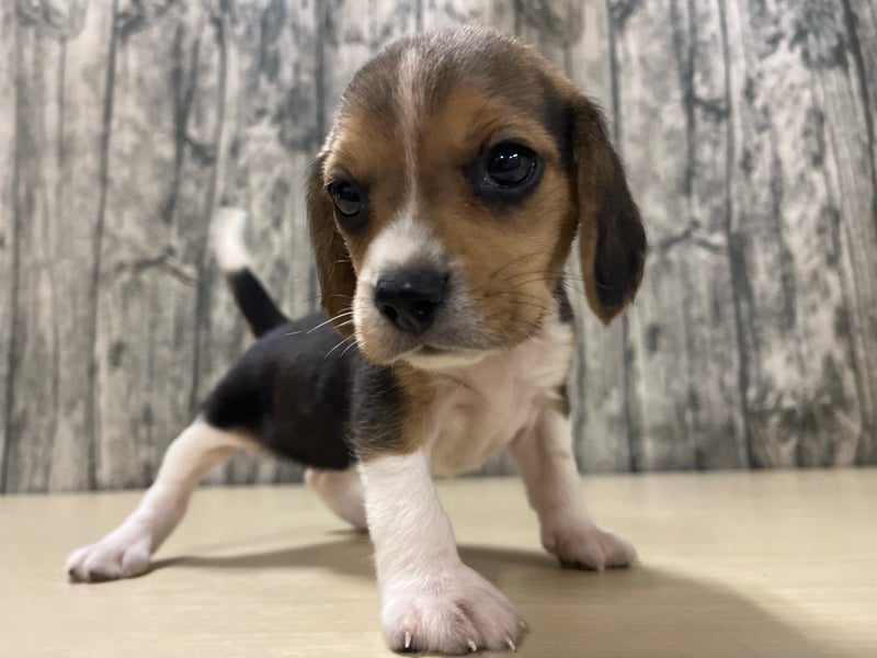 埼玉県のビーグル (かねだいアクアパーク店/2025年8月30日生まれ/女の子/ブラックタンホワイト)の子犬