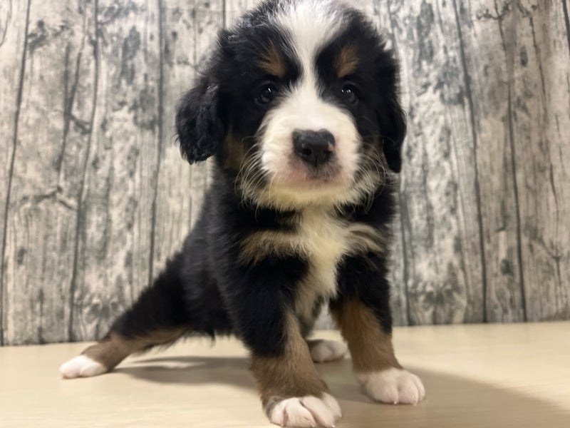 埼玉県のハーフ犬・ミックス犬 (かねだいアクアパーク店/2025年8月30日生まれ/女の子/その他色)の子犬