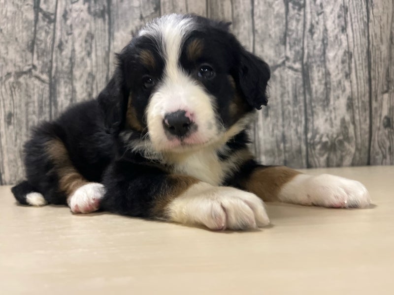 埼玉県のハーフ犬・ミックス犬 (かねだいアクアパーク店/2025年8月30日生まれ/女の子/その他色)の子犬