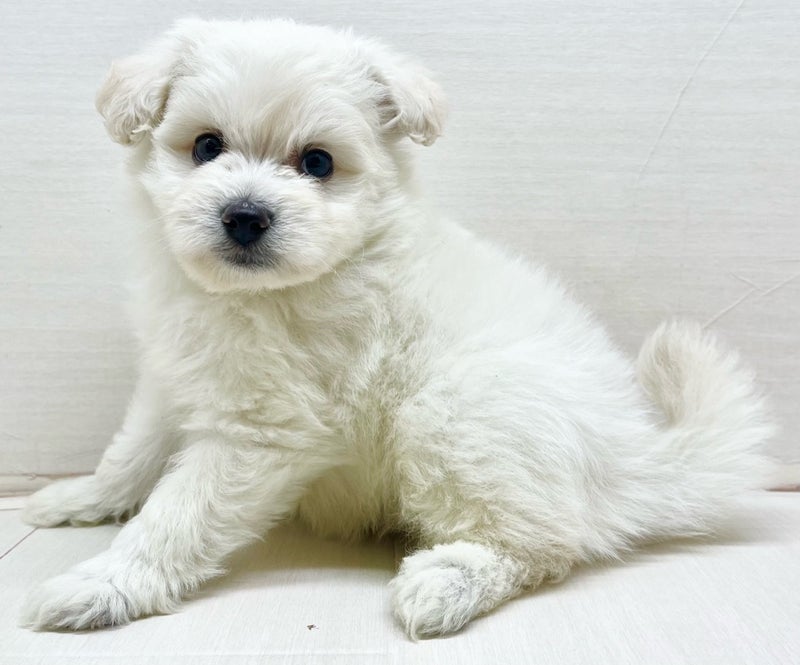 千葉県のポメビション(ポメラニアン×ビションフリーゼ) (かねだい八千代店/2025年8月30日生まれ/男の子/ホワイト)の子犬の1枚目の画像