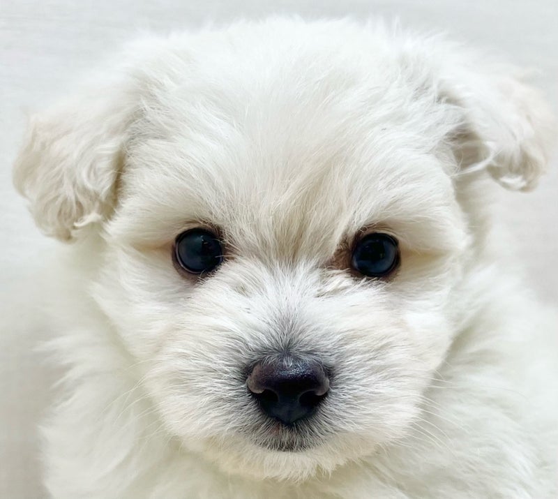 千葉県のポメビション(ポメラニアン×ビションフリーゼ) (かねだい八千代店/2025年8月30日生まれ/男の子/ホワイト)の子犬の2枚目の画像