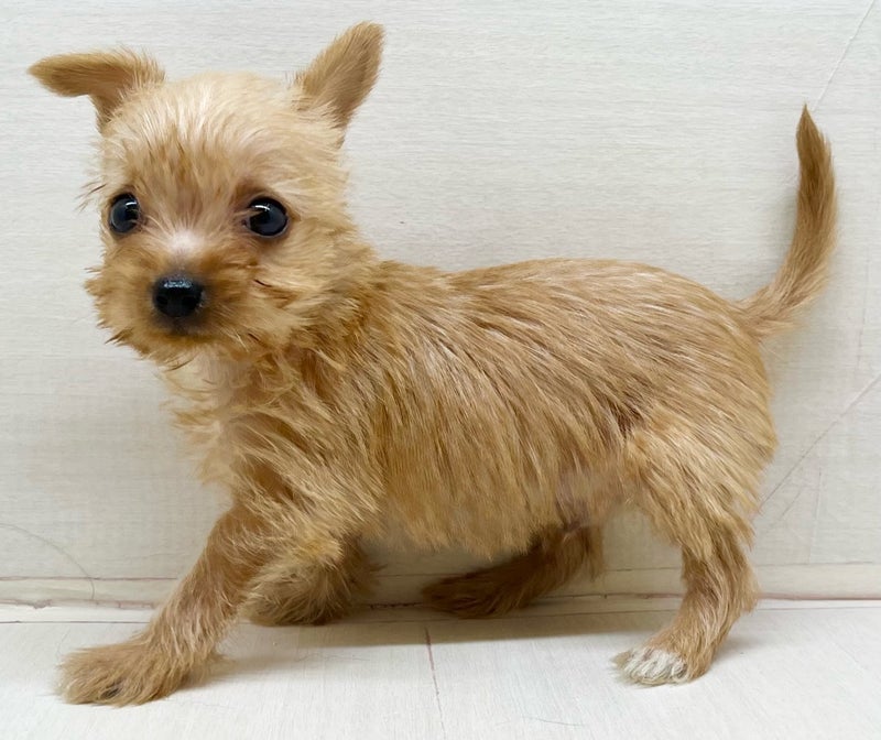 千葉県のハーフ犬・ミックス犬 (かねだい八千代店/2025年8月30日生まれ/男の子/レッド)の子犬の1枚目の画像