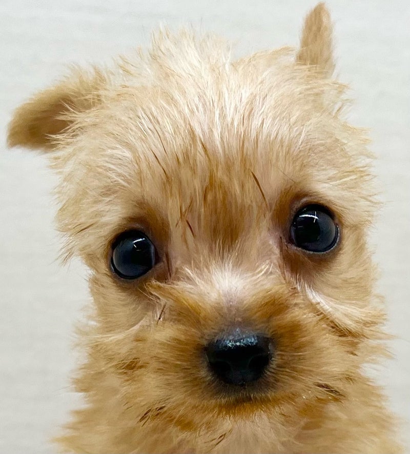 千葉県のハーフ犬・ミックス犬 (かねだい八千代店/2025年8月30日生まれ/男の子/レッド)の子犬の2枚目の画像