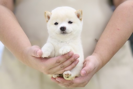 埼玉県の豆柴 (かねだい草加店/2025年8月30日生まれ/女の子/白)の子犬の1枚目の画像