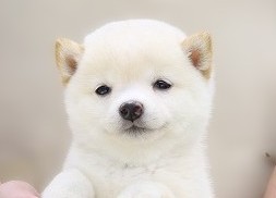 埼玉県の豆柴 (かねだい草加店/2025年8月30日生まれ/女の子/白)の子犬の2枚目の画像