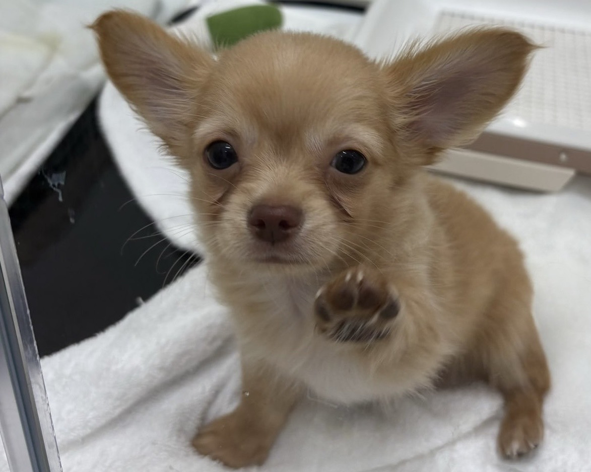 千葉県のチワックス(チワワ×ダックス) (かねだい千葉店/2025年8月4日生まれ/男の子/ゴールド)の子犬の1枚目の画像