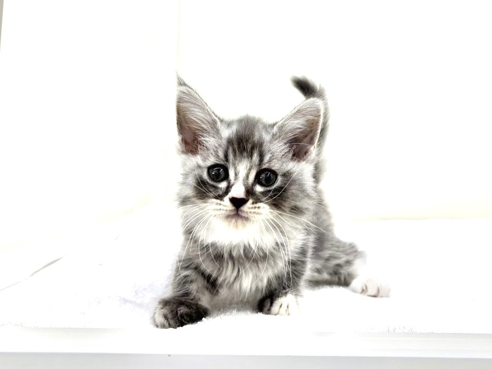 東京都のマンチカン (かねだい本町田店/2025年8月30日生まれ/女の子/ブルータビーホワイト)の子猫の1枚目の画像