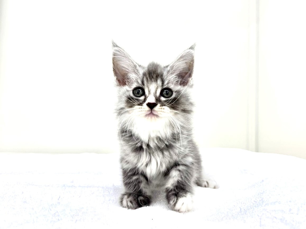 東京都のマンチカン (かねだい本町田店/2025年8月30日生まれ/女の子/ブルータビーホワイト)の子猫の2枚目の画像