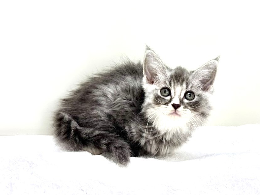 東京都のマンチカン (かねだい本町田店/2025年8月30日生まれ/女の子/ブルータビーホワイト)の子猫の3枚目の画像