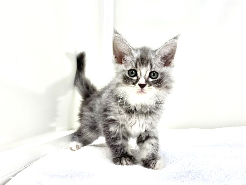 東京都のマンチカン (かねだい本町田店/2025年8月30日生まれ/女の子/ブルータビーホワイト)の子猫の4枚目の画像