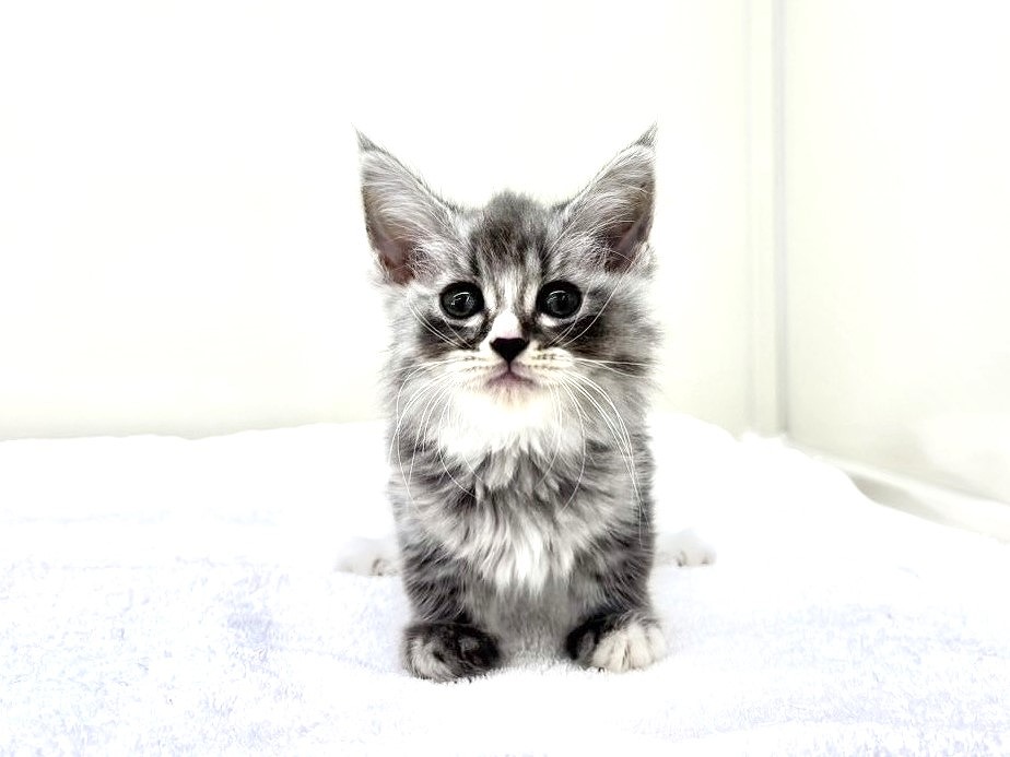 2025年8月30日生まれのマンチカンの5枚目の写真