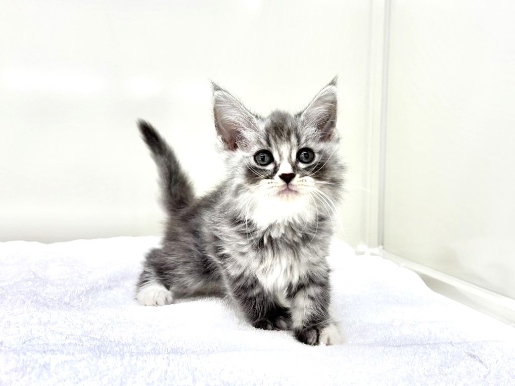 2025年8月30日生まれのマンチカンの6枚目の写真