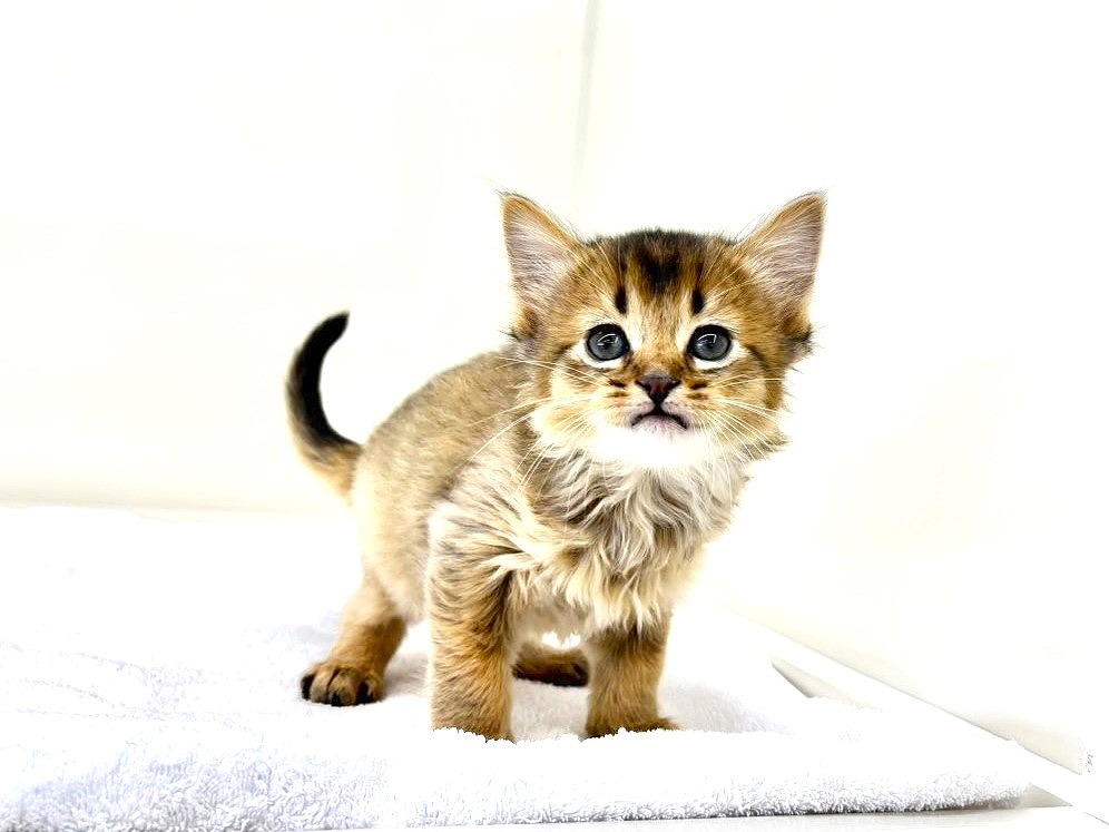 東京都のハーフ猫・ミックス猫 (かねだい本町田店/2025年8月31日生まれ/男の子/ルディ)の子猫の1枚目の画像