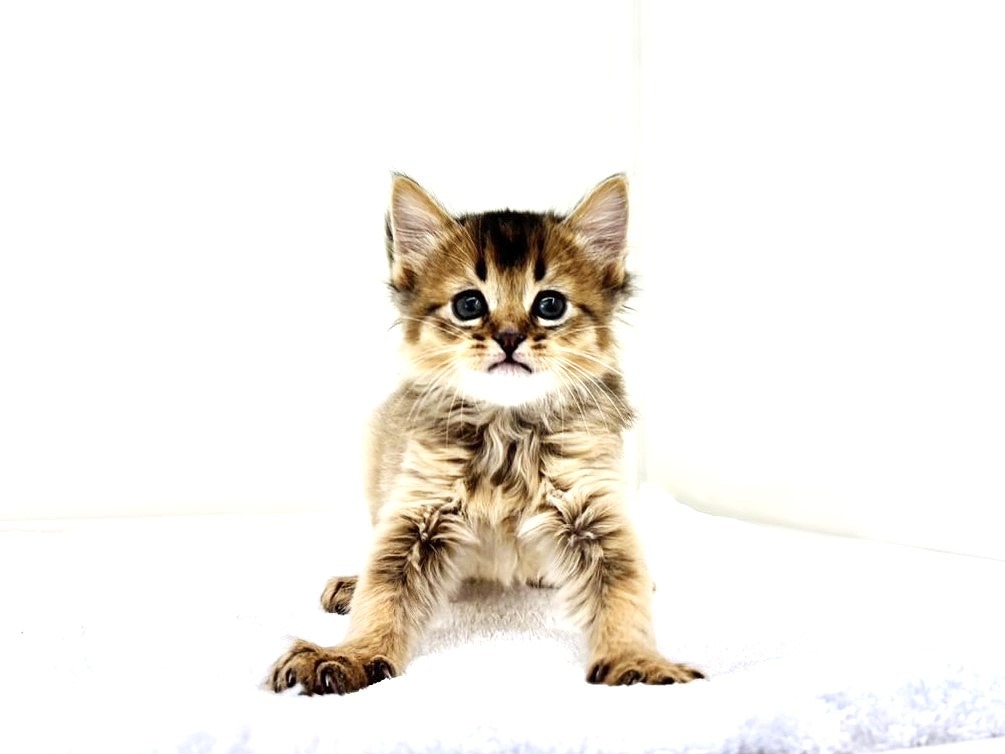 東京都のハーフ猫・ミックス猫 (かねだい本町田店/2025年8月31日生まれ/男の子/ルディ)の子猫の2枚目の画像