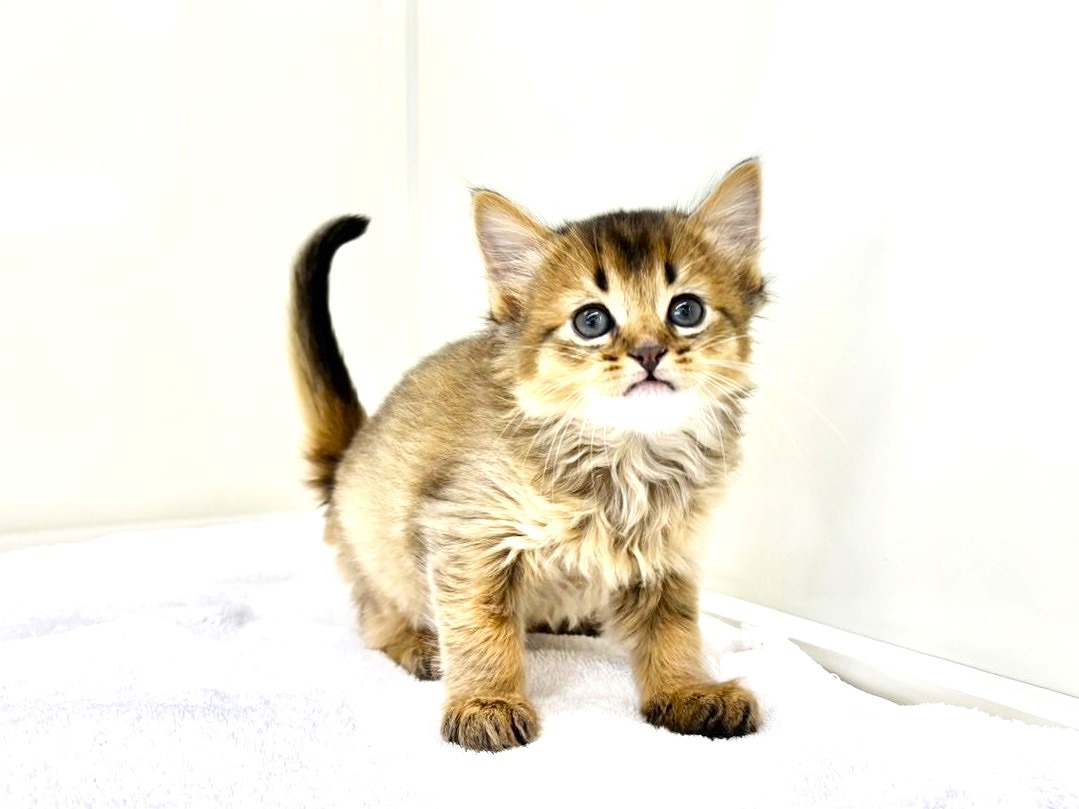 東京都のハーフ猫・ミックス猫 (かねだい本町田店/2025年8月31日生まれ/男の子/ルディ)の子猫の3枚目の画像