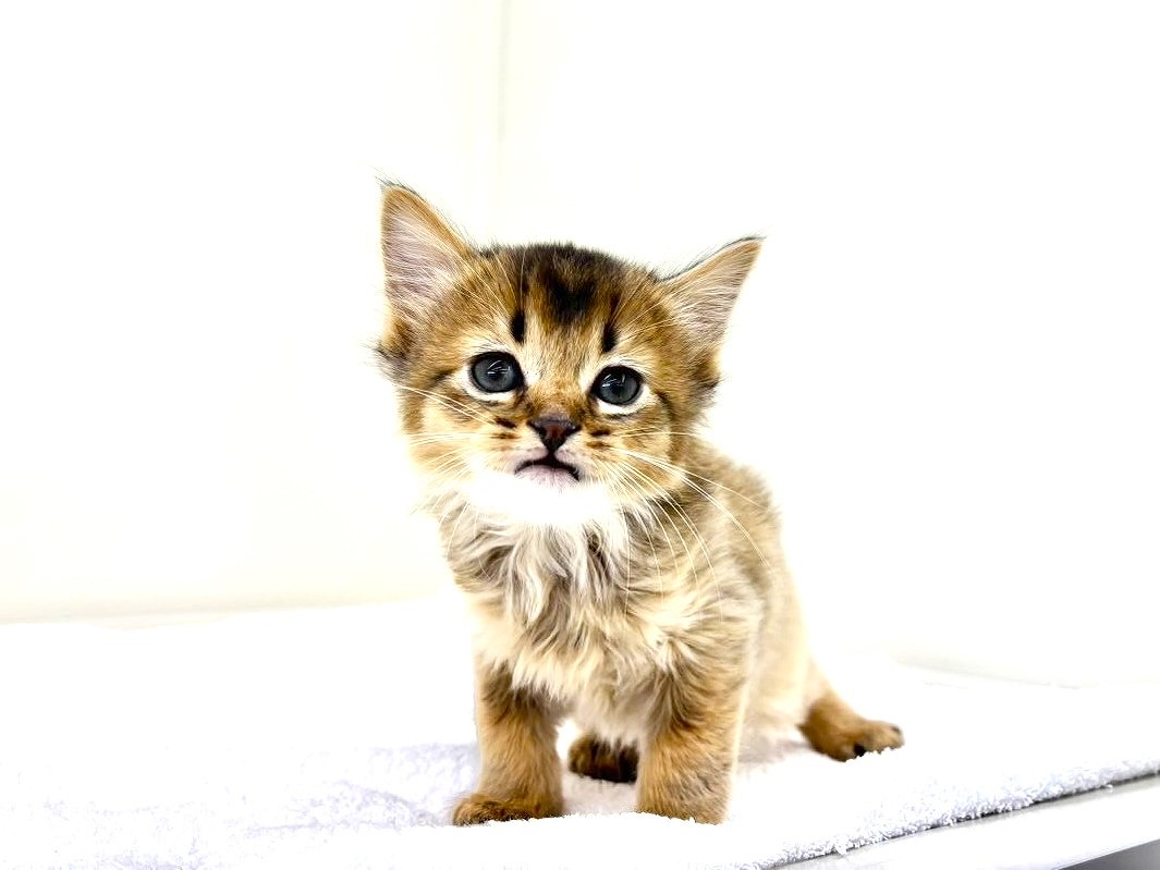 東京都のハーフ猫・ミックス猫 (かねだい本町田店/2025年8月31日生まれ/男の子/ルディ)の子猫の4枚目の画像