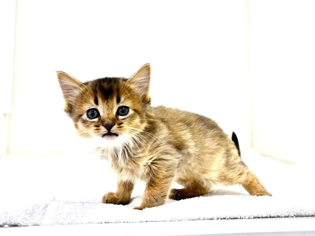 2025年8月31日生まれのハーフ猫・ミックス猫の6枚目の写真