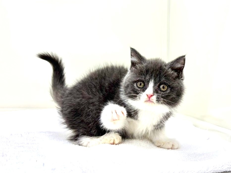 東京都のブリティッシュショートヘアー (かねだい本町田店/2025年8月30日生まれ/男の子/ブルーホワイト)の子猫の1枚目の画像