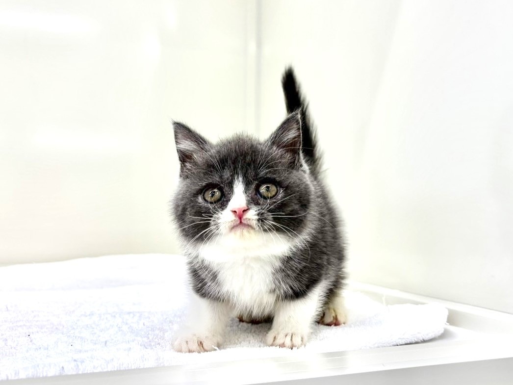 東京都のブリティッシュショートヘアー (かねだい本町田店/2025年8月30日生まれ/男の子/ブルーホワイト)の子猫の2枚目の画像