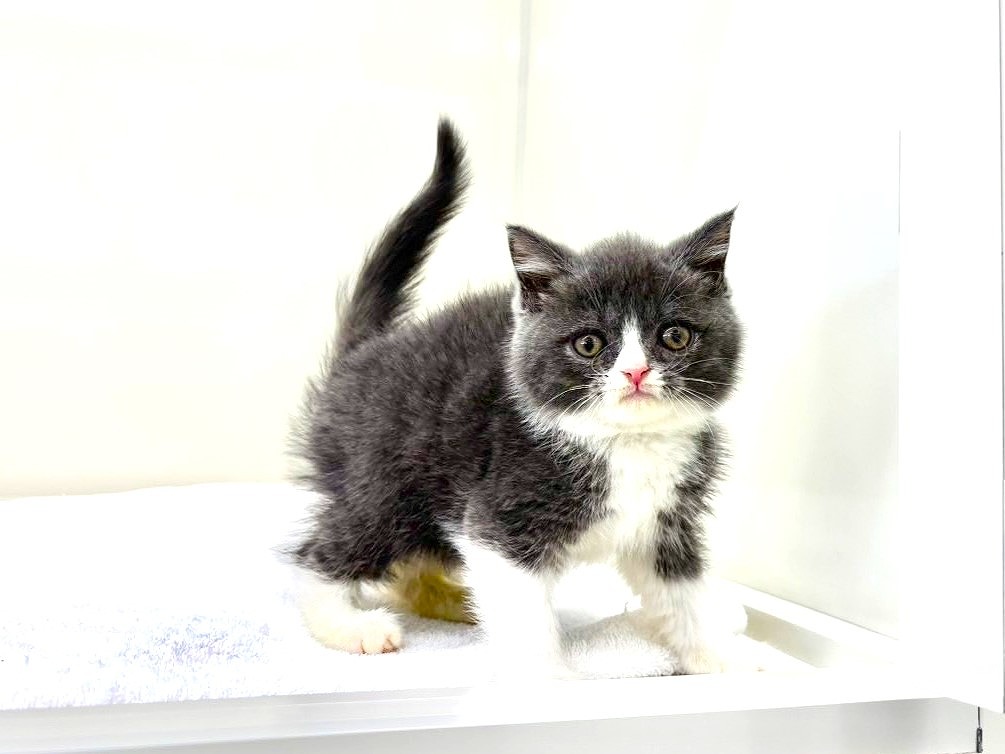 東京都のブリティッシュショートヘアー (かねだい本町田店/2025年8月30日生まれ/男の子/ブルーホワイト)の子猫の3枚目の画像