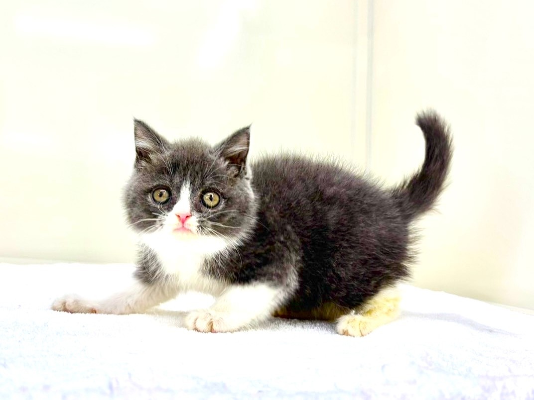 東京都のブリティッシュショートヘアー (かねだい本町田店/2025年8月30日生まれ/男の子/ブルーホワイト)の子猫の4枚目の画像