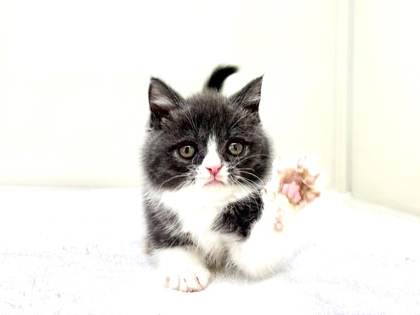 2025年8月30日生まれのブリティッシュショートヘアーの6枚目の写真