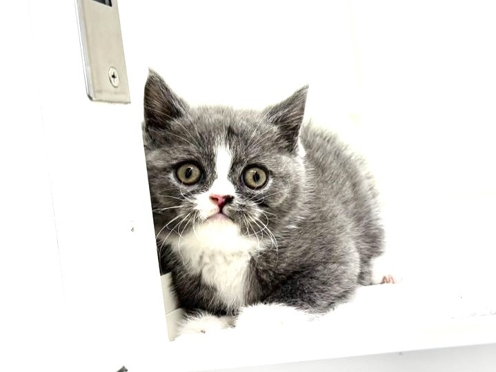 東京都のブリティッシュショートヘアー (かねだい本町田店/2025年8月30日生まれ/男の子/ブルーホワイト)の子猫の1枚目の画像