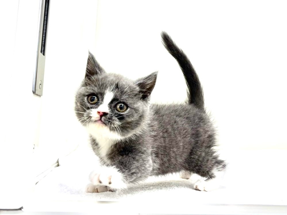 東京都のブリティッシュショートヘアー (かねだい本町田店/2025年8月30日生まれ/男の子/ブルーホワイト)の子猫の2枚目の画像