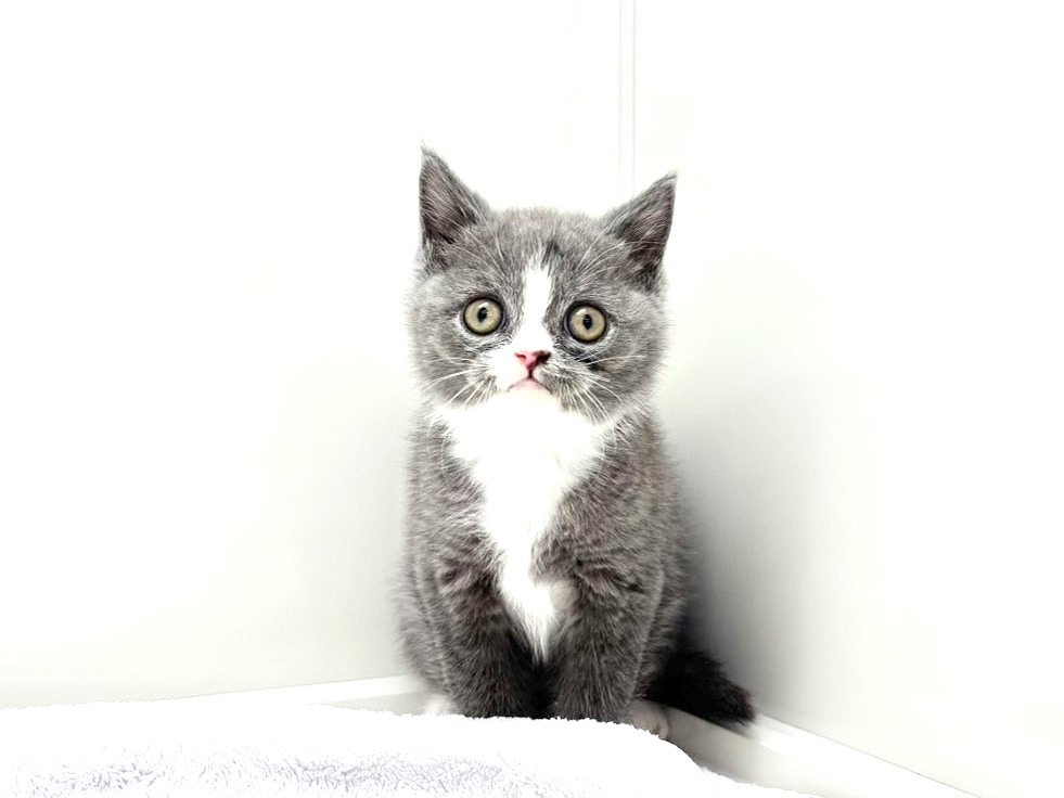 東京都のブリティッシュショートヘアー (かねだい本町田店/2025年8月30日生まれ/男の子/ブルーホワイト)の子猫の3枚目の画像