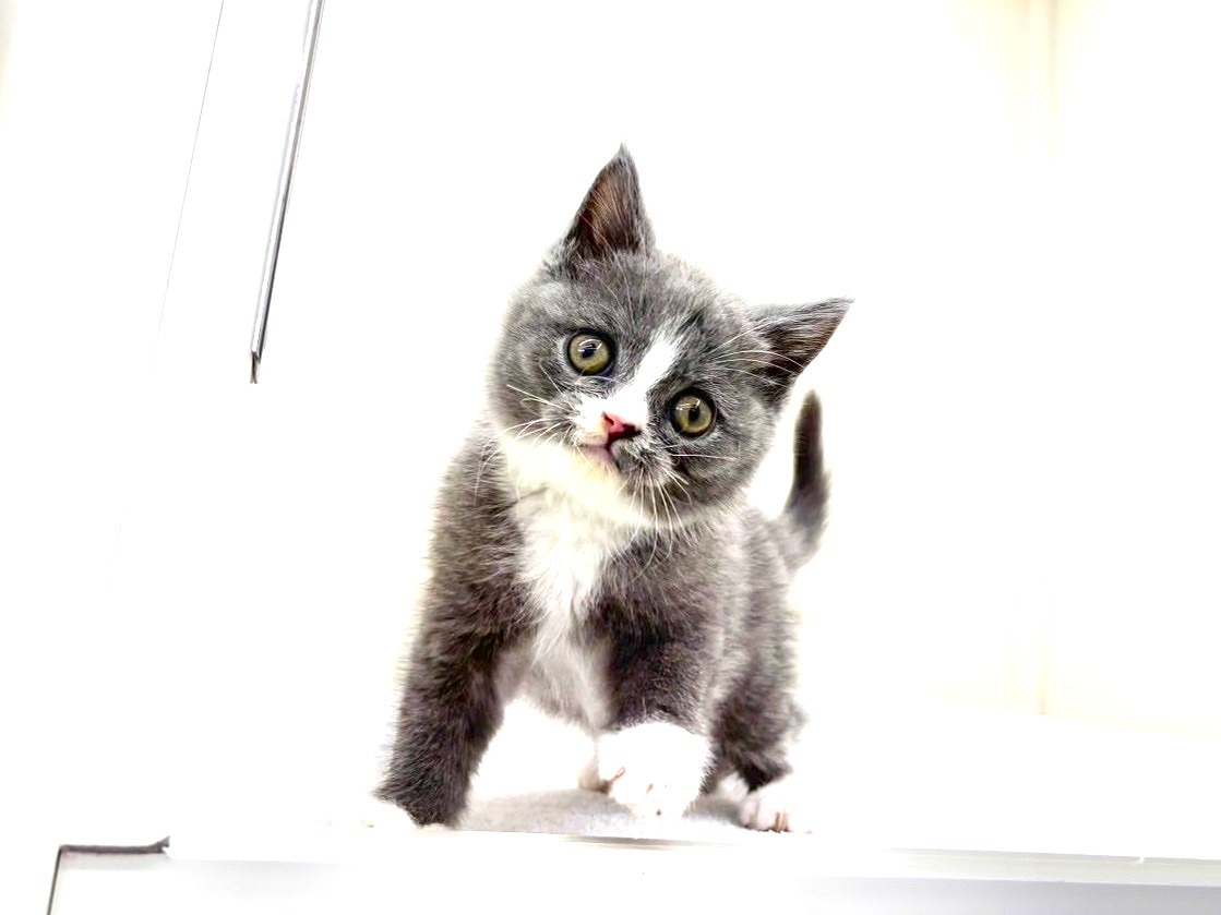 東京都のブリティッシュショートヘアー (かねだい本町田店/2025年8月30日生まれ/男の子/ブルーホワイト)の子猫の4枚目の画像