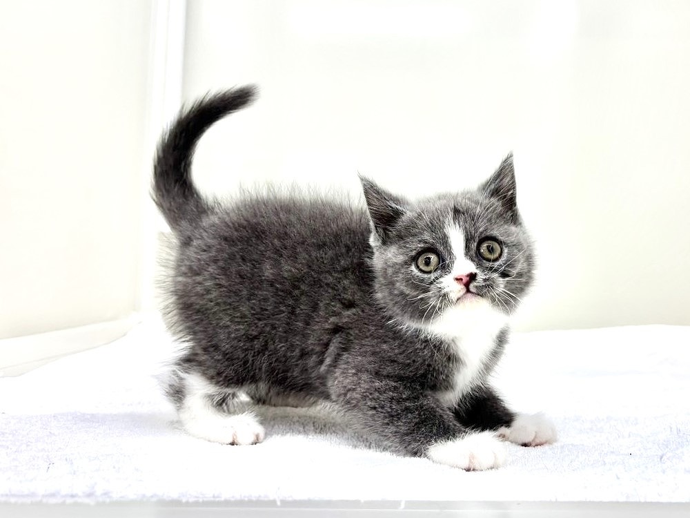 2025年8月30日生まれのブリティッシュショートヘアーの5枚目の写真