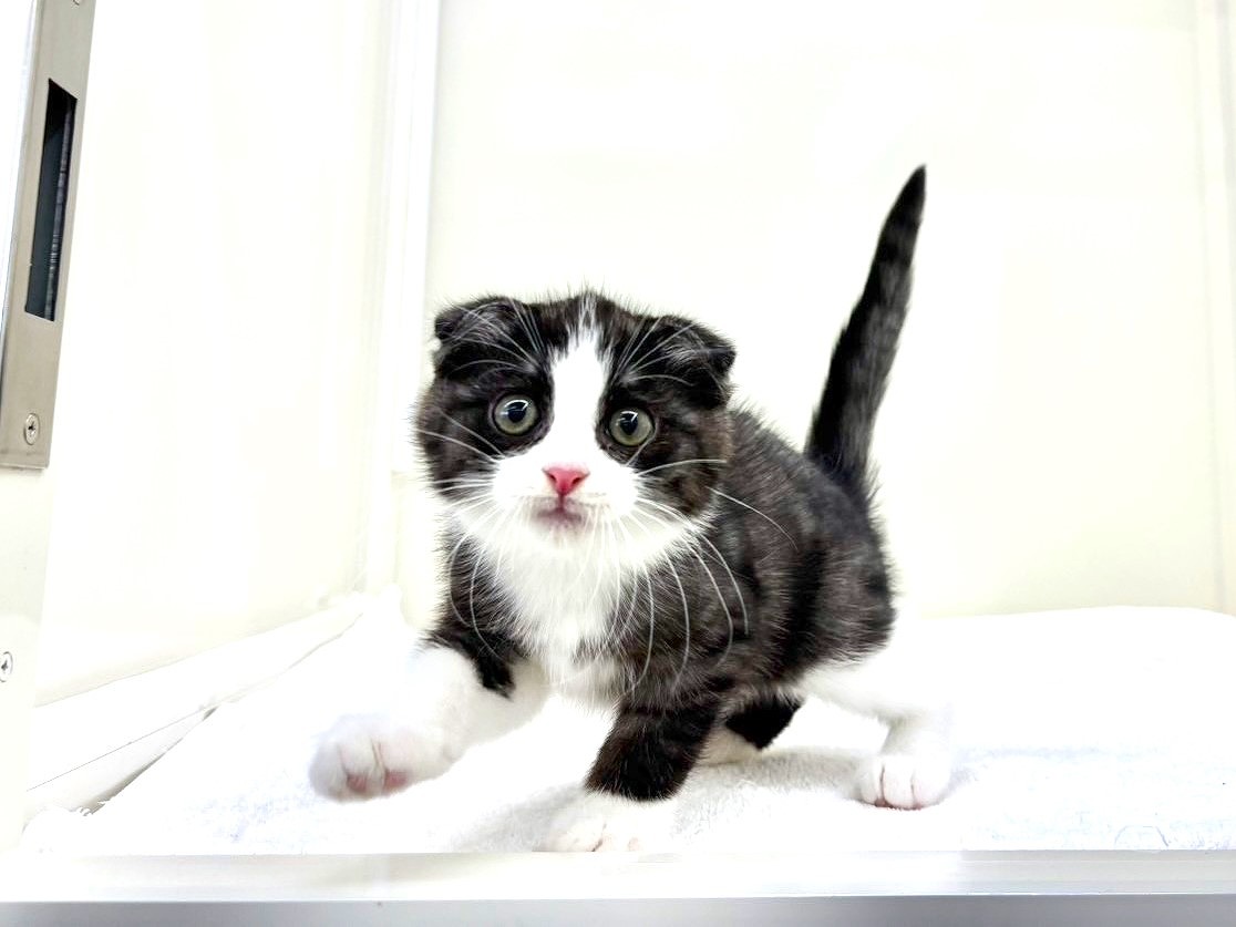 東京都のハーフ猫・ミックス猫 (かねだい本町田店/2025年8月30日生まれ/男の子/ブラックホワイト)の子猫の1枚目の画像