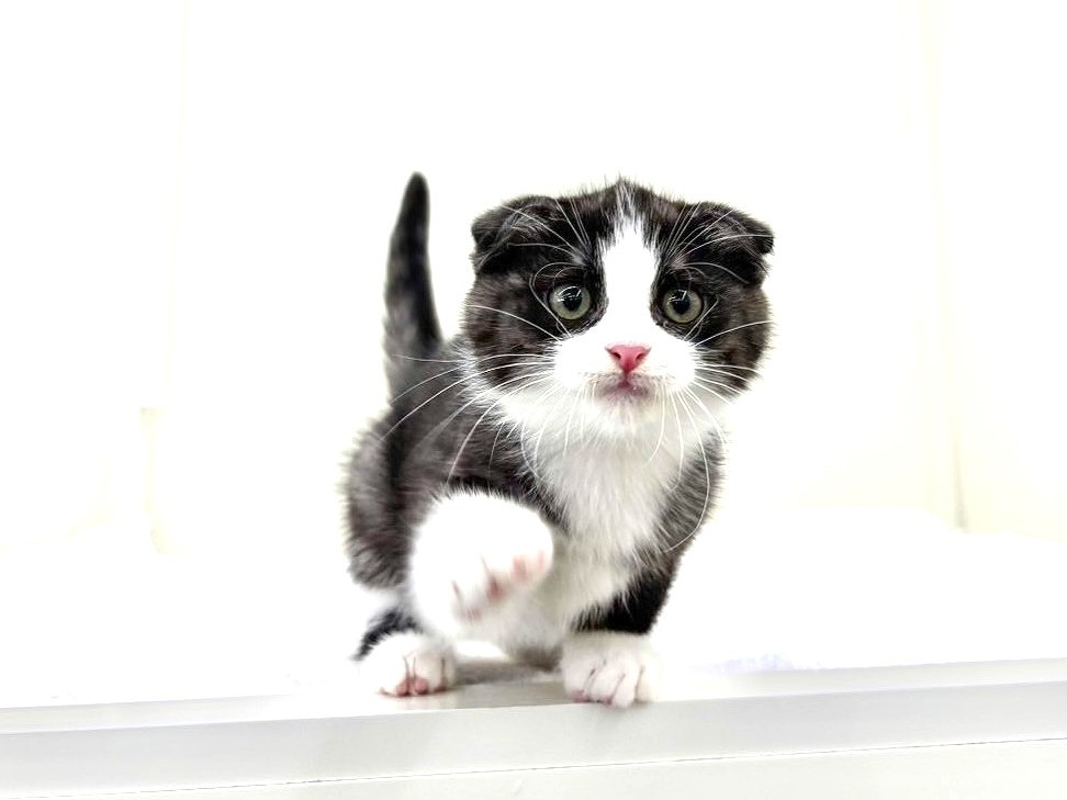 東京都のハーフ猫・ミックス猫 (かねだい本町田店/2025年8月30日生まれ/男の子/ブラックホワイト)の子猫の2枚目の画像