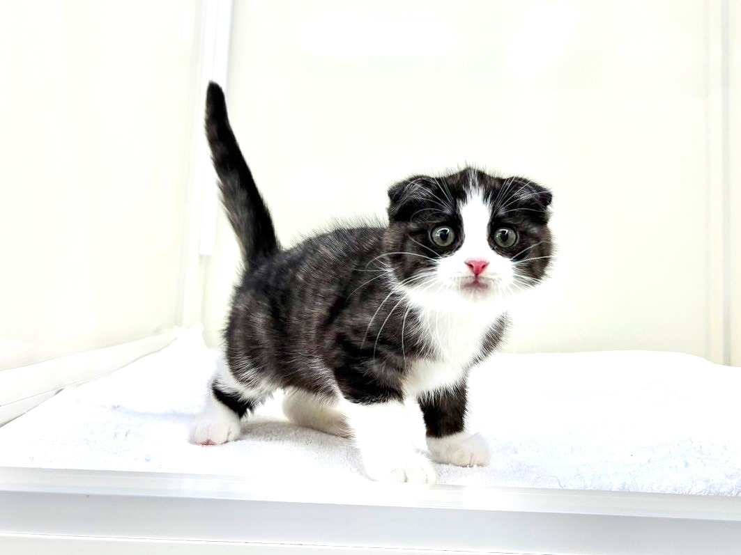 東京都のハーフ猫・ミックス猫 (かねだい本町田店/2025年8月30日生まれ/男の子/ブラックホワイト)の子猫の3枚目の画像