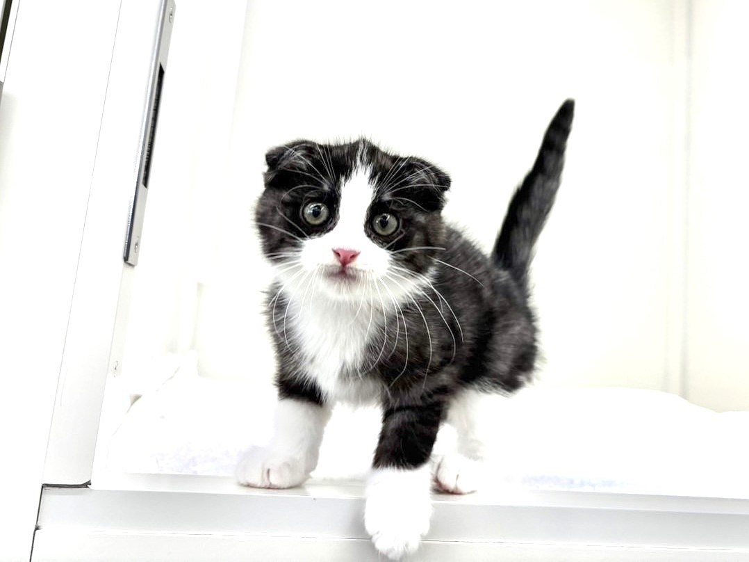 東京都のハーフ猫・ミックス猫 (かねだい本町田店/2025年8月30日生まれ/男の子/ブラックホワイト)の子猫の4枚目の画像