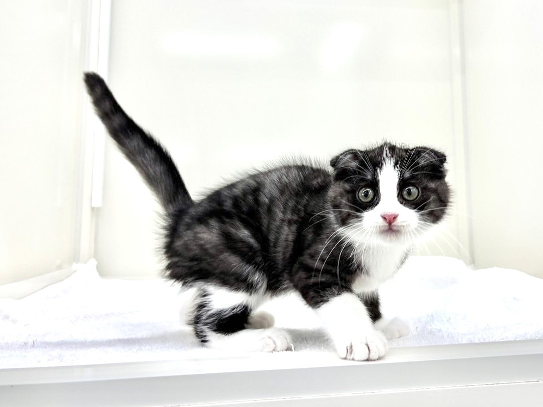 2025年8月30日生まれのハーフ猫・ミックス猫の5枚目の写真