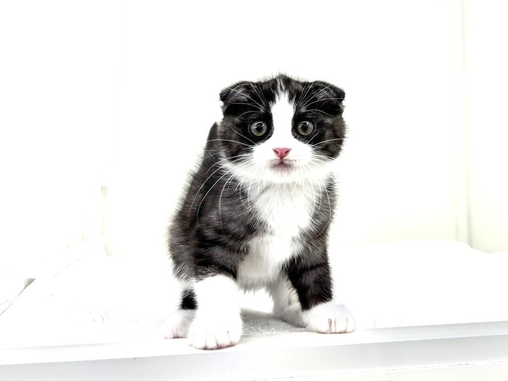 2025年8月30日生まれのハーフ猫・ミックス猫の6枚目の写真