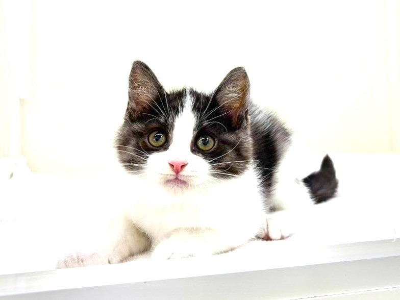 東京都のハーフ猫・ミックス猫 (かねだい本町田店/2025年8月30日生まれ/男の子/ブラックホワイト)の子猫の1枚目の画像